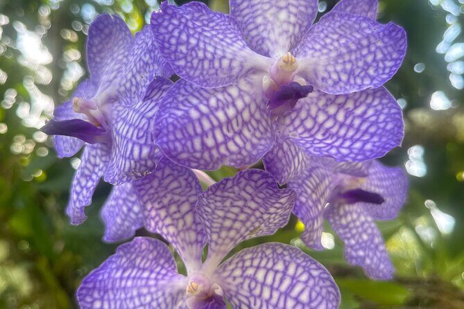 1/2 Day Puerto Vallarta Botanical Garden tour by Biologist Guide - Key Points