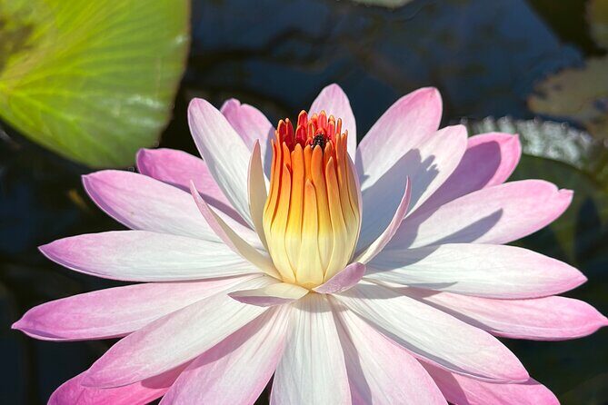 1/2 Day Puerto Vallarta Botanical Garden tour by Biologist Guide - What Travelers Say