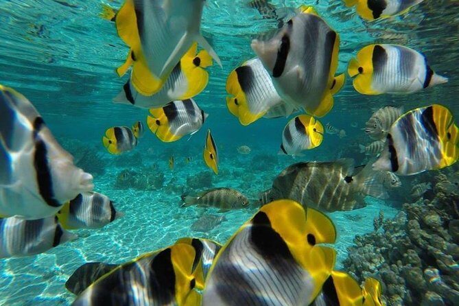 1/2 day Tahaa coral garden - departure Raiatea / ideal for cruise passengers - The Sum Up