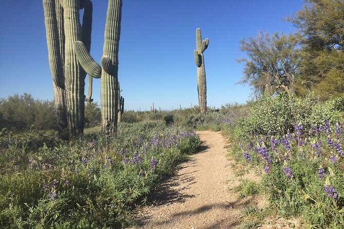 1-2 Hour Sonoran Desert Private Guided Hiking Tour - What the Reviews Say