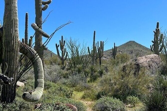 1-2 Hour Sonoran Desert Private Guided Hiking Tour - FAQs