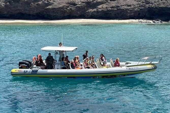 1.5-Hour Dolphin and Whale Watching Tour - The Experience in Detail