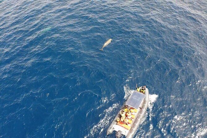 2h Dolphin and Whale Viewing + Snorkeling Tour - FAQ