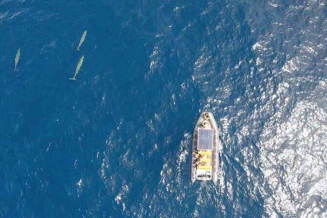 2h Dolphin and Whale Viewing + Snorkeling Tour - Final Thoughts