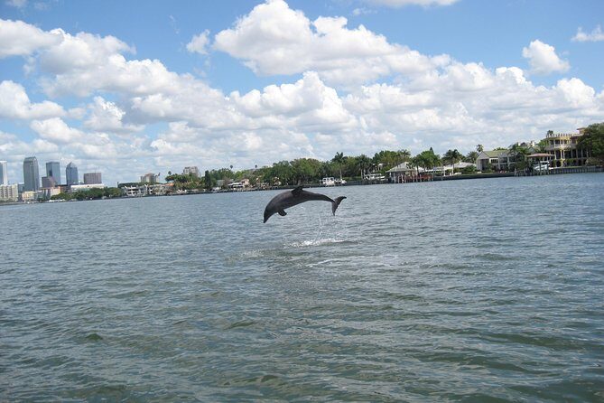 1.5-hour Dolphin Sightseeing Cruise from Tampa - Who Should Consider This Tour?
