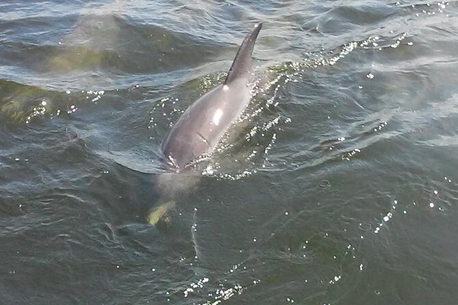 1.5-hour Dolphin Sightseeing Cruise from Tampa - Final Thoughts