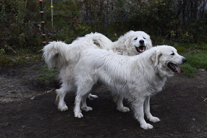 1.5 Hour Immersive Farm Experience in Adirondacks - Final Thoughts