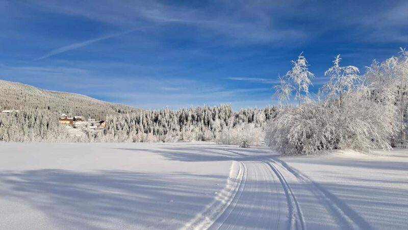 1.5-Hour Private Dog Sledding Tour in Harghita County - Key Points