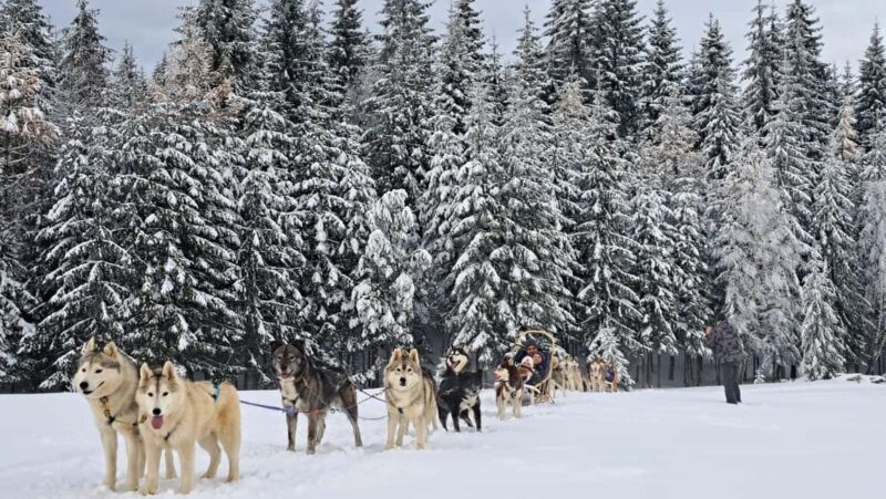 1.5-Hour Private Dog Sledding Tour in Harghita County - Exploring the 1.5-Hour Dog Sledding Tour in Harghita County: What You Can Expect