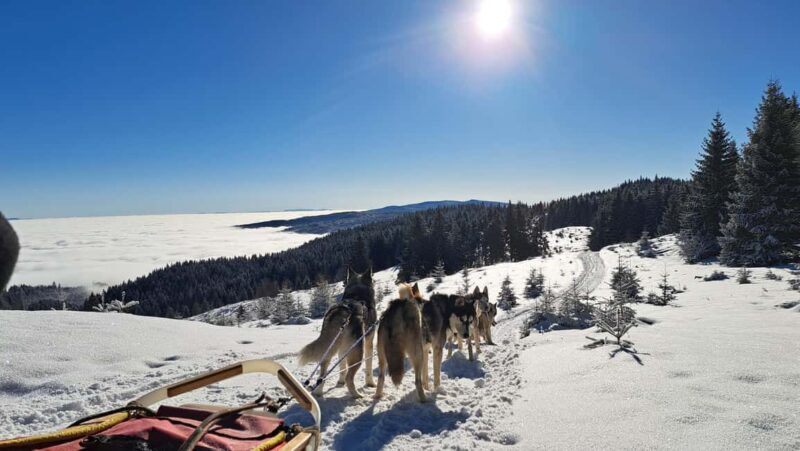 1.5-Hour Private Dog Sledding Tour in Harghita County - What Do We Like—and What Could Be Better?