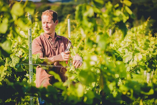 1.5-Hour Swanaford Vineyard Tour And Tasting Experience - Final thoughts