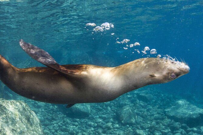 1 Day Espiritu Santo Island Wonders, Sea Lions and Paddleboard Adventure - The Sum Up