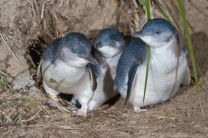 1 Day Exclusively Private Tour Of Phillip Island & The Penguin Parade - A Closer Look at the Itinerary
