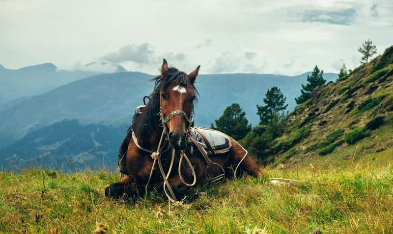 1 Day Horse Riding Adventure in Borjomi Mountains - Key Points