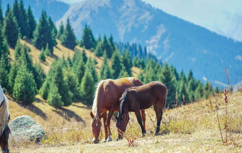 1 Day Horse Riding Adventure in Borjomi Mountains - Who Should Consider This Tour?