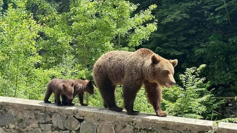 1 Day Private Tour of Famous Top Gear Road Transfagarasan - Key Points
