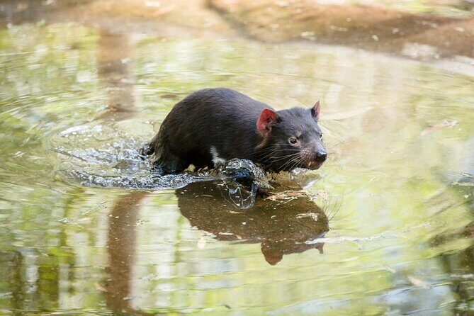 1 day Puffing Billy Steam Train and Wildlife Tour from Melbourne - FAQ