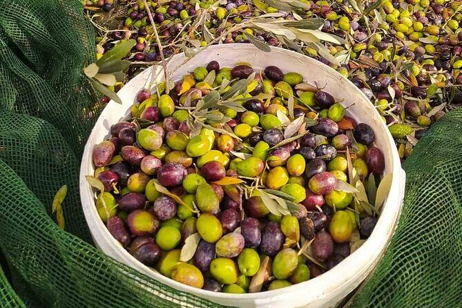 1 Day Rhodes Island Tour with Olive Oil, Honey and Wine Tasting - FAQ: Practical Questions