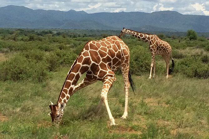1 Day Shimba Hills starting from Diani Beach. - Key Points