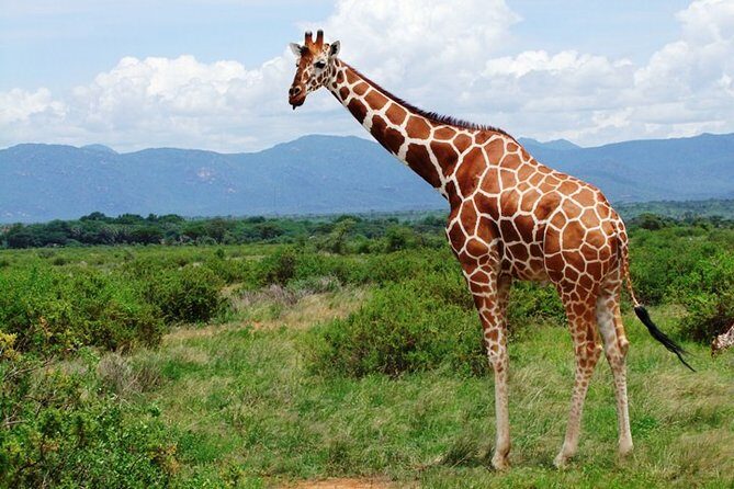 1 Day Shimba Hills starting from Diani Beach. - An In-Depth Look at the Shimba Hills Tour