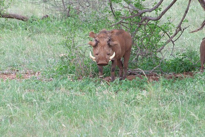 1 Day Shimba Hills starting from Diani Beach. - FAQ