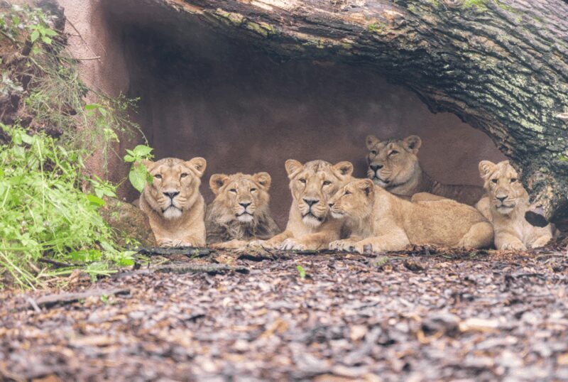 1-day ticket for Schwerin Zoo - Key Points