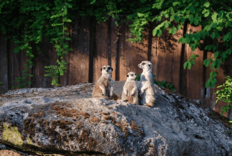 1-day ticket for Schwerin Zoo - An In-Depth Look at Schwerin Zoo