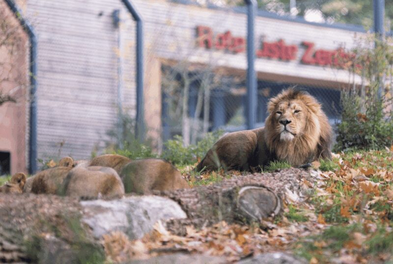 1-day ticket for Schwerin Zoo - Final Thoughts