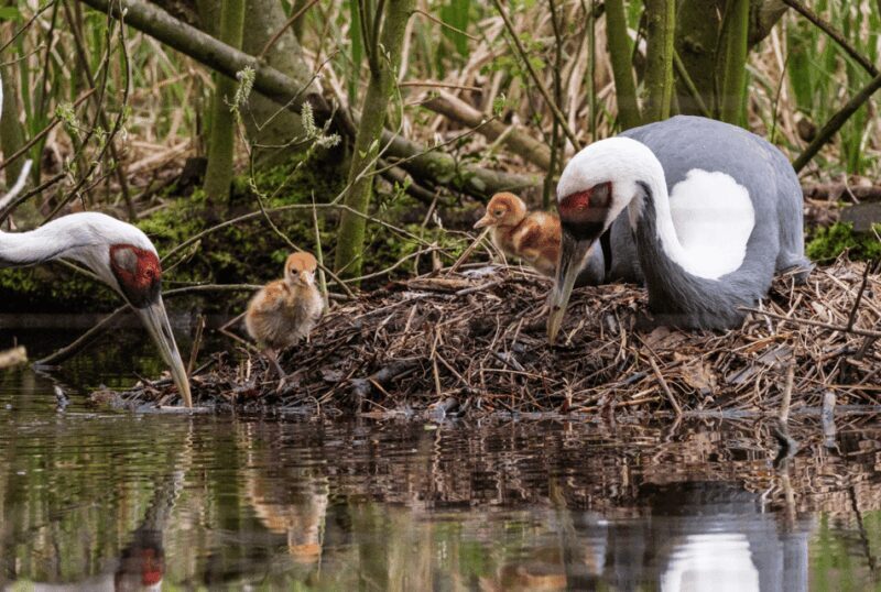 1-day ticket for Schwerin Zoo - FAQ