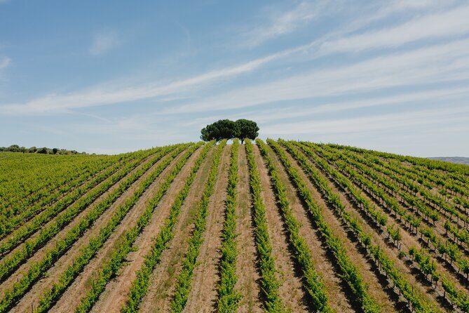 1 Day Wine Tour Around Évora - Practical Details That Matter