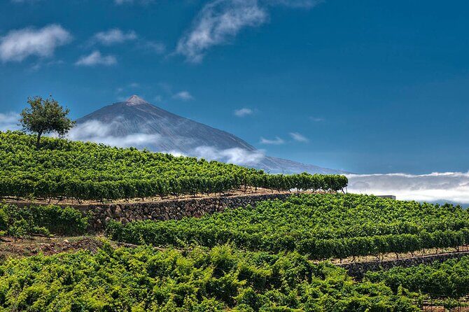 1 Hour and Half Mojo Sauce Workshop With Winery Tour - Final Thoughts: Is It Worth Your Time?