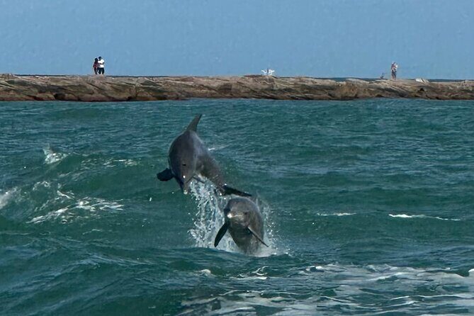 1 Hour Dolphin Dash - How Does It Compare to Other Tours?