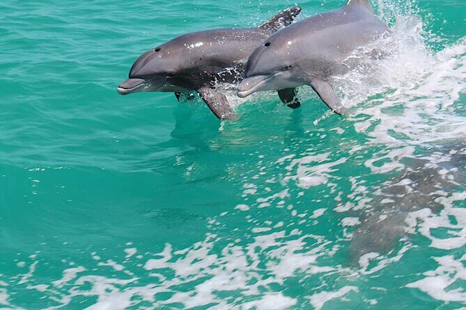 1-hour Dolphin Sightseeing Adventure Cruise from Madeira Beach - What to Expect on the Tour