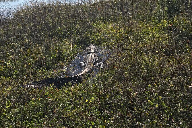1 Hour Everglades Airboat Tour Central Florida - Who Is This Tour Best For?