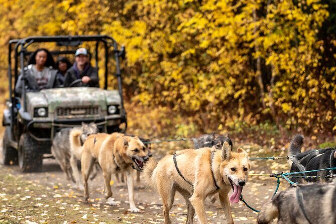 1 Hour Fall Sled Dog Experience in Two Rivers - FAQ