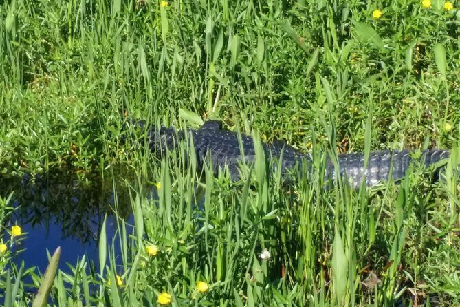 1 Hour Florida Everglades Wildlife Tour - Wildlife Encounters and Learning