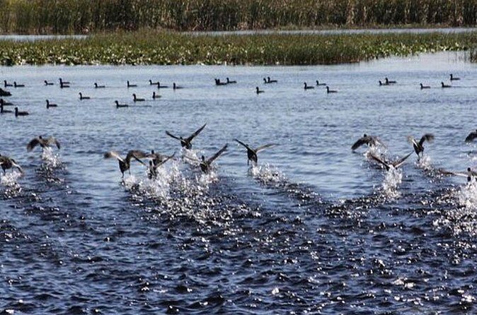 1 Hour Florida Everglades Wildlife Tour - The Downsides
