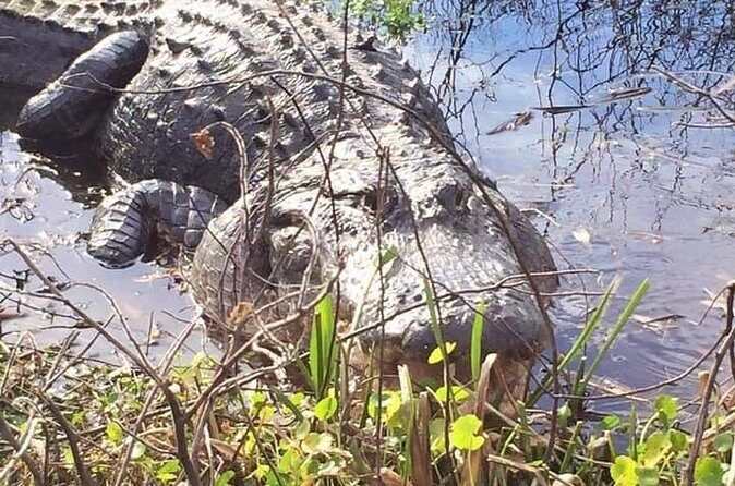 1 Hour Florida Everglades Wildlife Tour - Who Should Book This Tour?