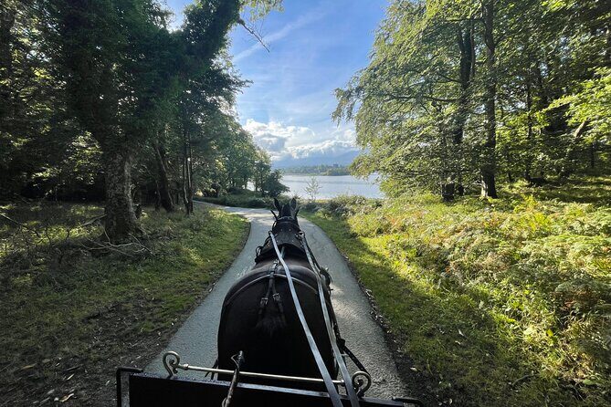 1 Hour Guided Carriage Tour in Killarney National Park - Key Points
