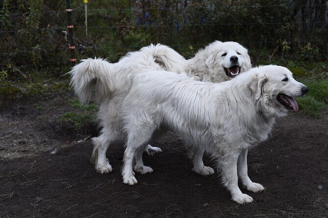 1 Hour Guided Farm Tour in the Adirondacks - Practical Details and Tips