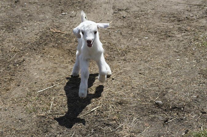 1 Hour Guided Farm Tour in the Adirondacks - Who Will Love This Tour?