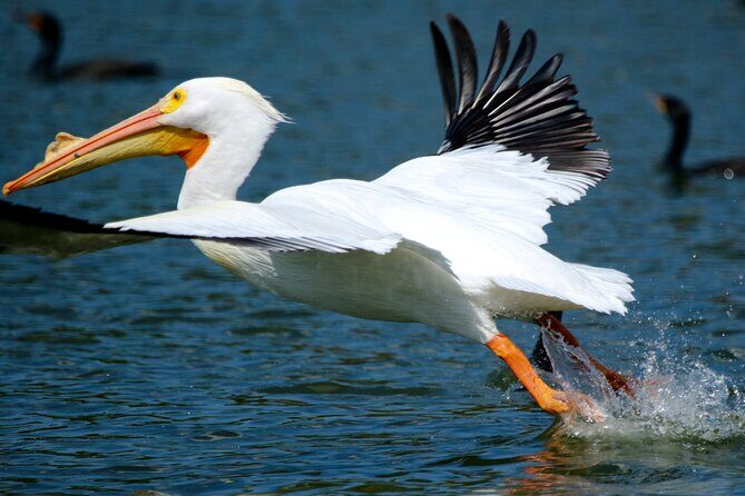 1 Hour Historical Wildlife Tour of The Famous Chain of Lakes - Final Thoughts