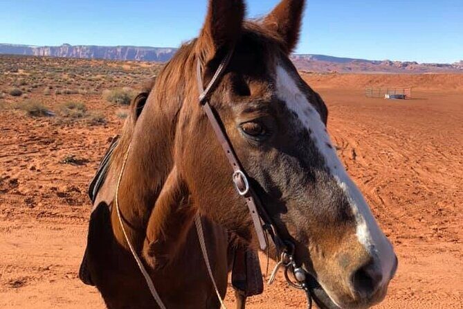 1 Hour Horseshoe Bend Trail Ride - Final Thoughts