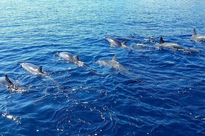 1-hour jet ski excursion in Tahiti - Authentic Feedback from Travelers