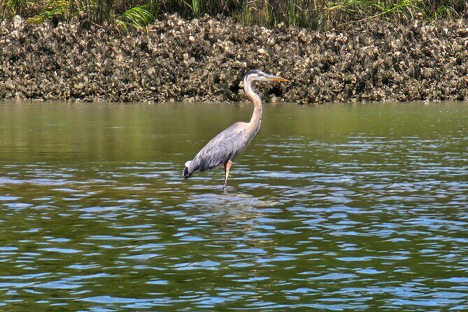 1 Hour Private Dolphin and Nature Tour - Who’s This Tour Best For?
