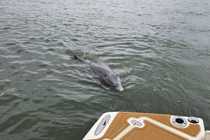 1 Hour Private Dolphin and Nature Tour - The Sum Up