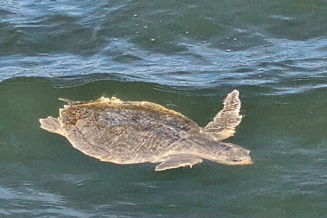 1 Hour Private Dolphin and Nature Tour - FAQ