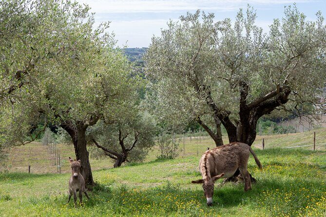1-Hour Private Tour of the Oil Mill with Tasting in Piedicolle - Who Will Love This Tour?