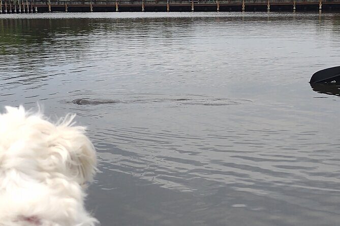 1-Hour Single Kayak Rental with Manatee & Dolphin sightings - The Experience in Detail: What You Can Expect During Your Paddle