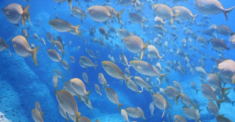 1-Hour Snorkeling Tour in Paraggi Bay, Portofino - FAQs